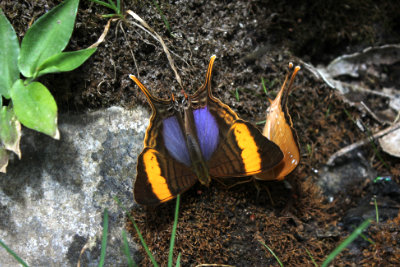 Butterfies on route to Gocta Waterfall