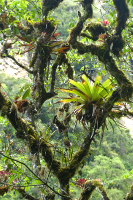 Bromeliads in the cloud forest