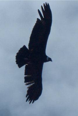 Condor above Vira Vira