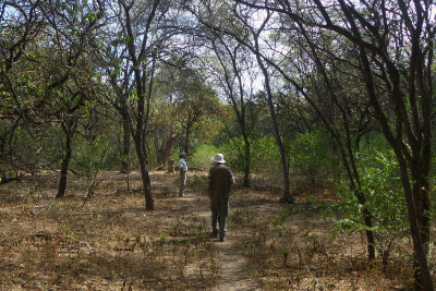 Walking through the Pacific Dry Forest at Los Faiques