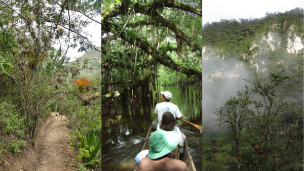 Three forest types on Northern Peru Forest Tour